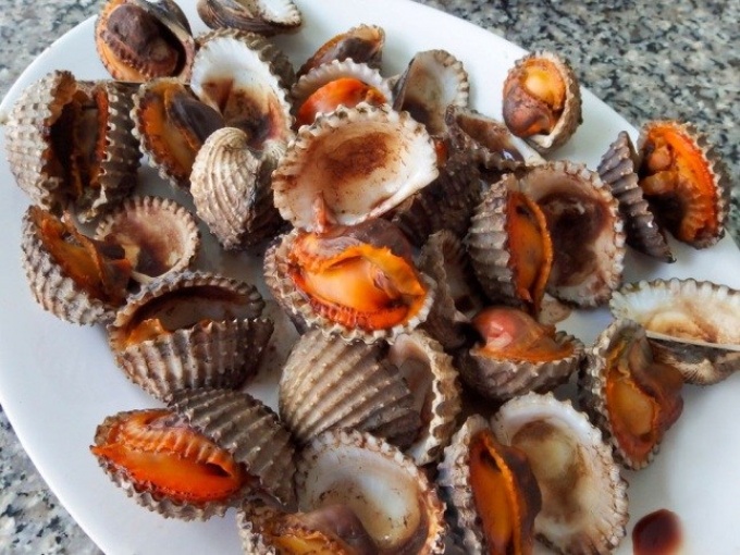 krovaviye-molluski