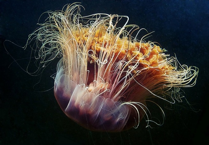 meduza-nomura